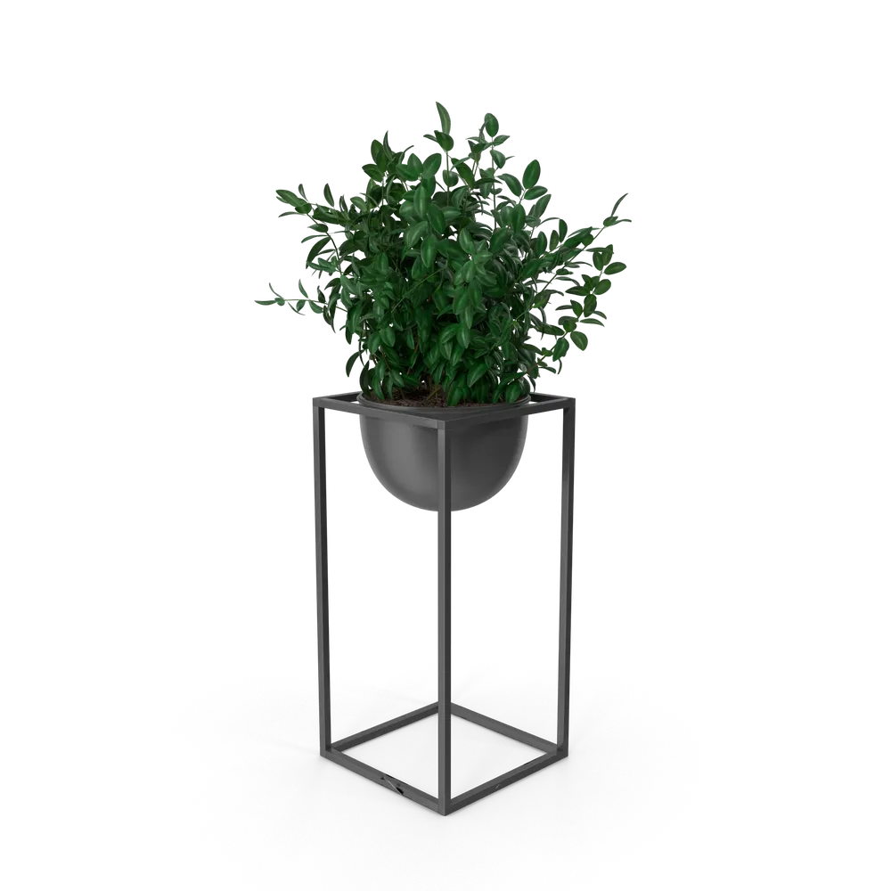Dekorative Zimmerpflanze
