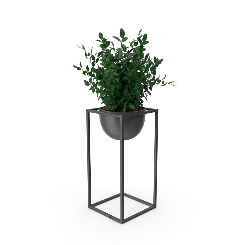 Dekorative Zimmerpflanze